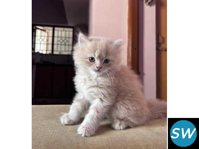 Persian Kitten for Sale in Bangalore - 1