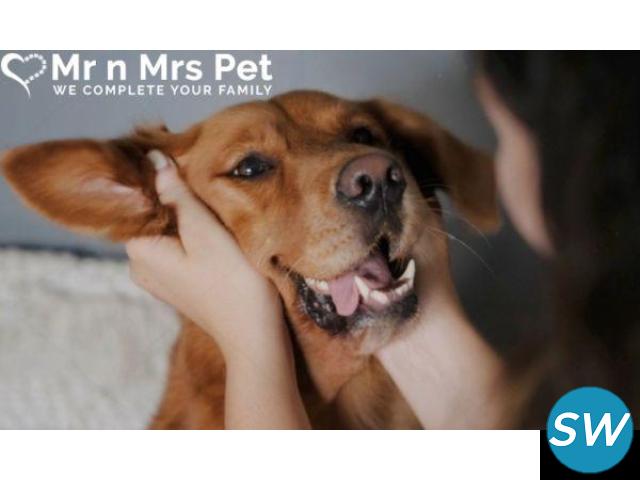 Professional Dog Sitter in Bangalore - 1
