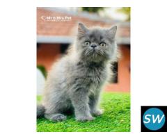 Find Purebred Persian Kittens for sale in Indore - 1