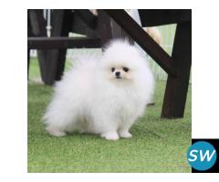 Toy Pomeranian Puppies for Sale in Nagpur - 1