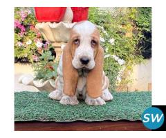 Best Place to Buy Basset Hound in Nagpur