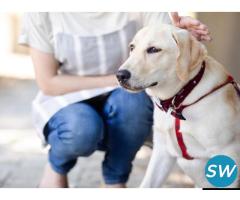 Are You Looking For a Dog Sitter in Kolkata - 1