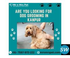 Are you Looking for Dog Grooming at Home in kanpur - 1