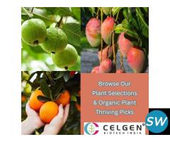 Shop Tissue Culture Plants Online | Celgen Biotech