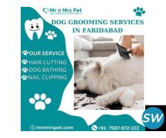 Professional Dog Grooming Services in Faridabad