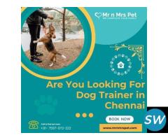 Are You Looking For Dog Trainer in Chennai
