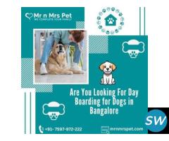 The Best Day Boarding For Dogs in Bangalore