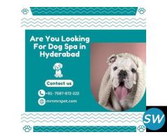 Are you Looking for Dog Spa in Hyderabad - 1