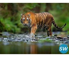 Corbett National Park 2 Nights 3 Days INR:6900/- - 5