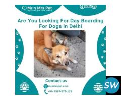 Professional Day Boarding for Dogs in Delhi - 1