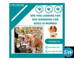 Professional Day Boarding For Dogs in Mumbai