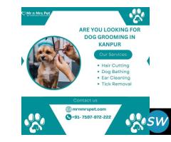 Are You Looking For Dog Grooming in Kanpur