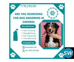 Best Dog Grooming at Home in Chennai